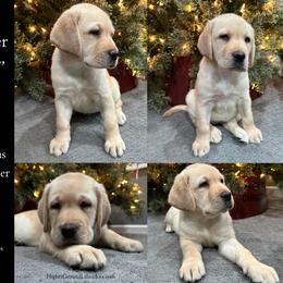 Spider Gwen - Purple Collar, Yellow Female - 3,500 - Yellow female Labrador Retriever puppy in Eaton Rapids, Michigan from Higher Ground Labradors