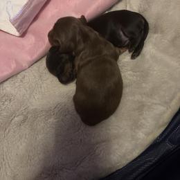 Boy 1 - Chocolate and tan male Dachshund puppy in Flint, Michigan from Matthews Dachshunds