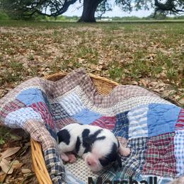 Marshall - Tri-color male Cavalier King Charles Spaniel puppy in Stockdale, Texas from Great Oaks Farm Cavaliers