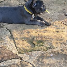 French Bulldog Puppies from B & M Southern Frenchies