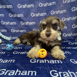 Boy 4 - male Miniature Schnauzer puppy in Comer, Georgia from Water Oak Farm