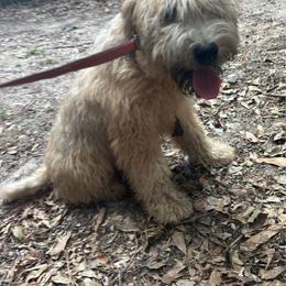 Cheesy - Wheaten male Soft Coated Wheaten Terrier puppy in Gladewater, Texas from Felicias Swheaties