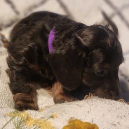 Dachshund Puppies from Darling Dachshunds