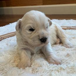 Koda - White male Miniature Schnauzer puppy in Auburn, Georgia from Very Special Mini Schnauzers