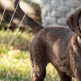Golden Retrievers and Labrador Retrievers from Sierra Hills Retrievers