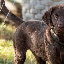 Golden Retrievers and Labrador Retrievers from Sierra Hills Retrievers