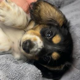 Snickers - Piebald male Dachshund puppy in Marseilles, Illinois from Zacha’s Doxie House