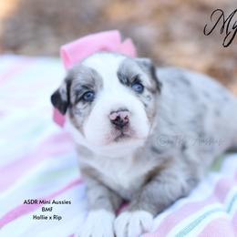 Myla - BMF - Blue merle female Miniature Australian Shepherd puppy in Nacogdoches, Texas from TK Standard, Mini, & Toy Aussies
