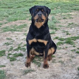 Montana - Rottweiler