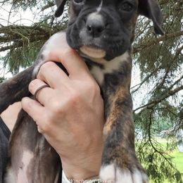 Boxer Puppies from Winchester Boxers
