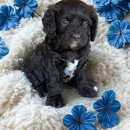 Cavapoo puppies from Leila Pearson
