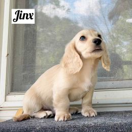 Jinx - Cream male Dachshund puppy in Biloxi, Mississippi from Southern Doxies Ms