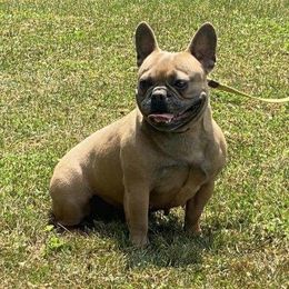 Bonnie - French Bulldog