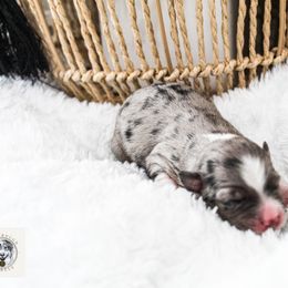 Miniature Australian Shepherd Puppies from Yarborough Kennels
