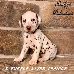 Dalmatian Puppies from Buckeye Dalmatians