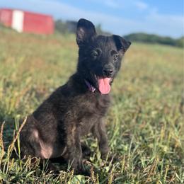 AKC Karma - Gold brindle female Dutch Shepherd puppy in Hastings, Minnesota from Century Hills Farm