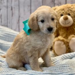 Tank - Cream male Goldendoodle puppy in The Woodlands, Texas from Gracie's Goldendoodles and Bernedoodles
