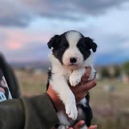 Basil - Tri-color male Border Collie puppy in Dewey, Arizona from Fásach Stockdogs