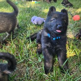 Warden (Blue male) - Sable male German Shepherd puppy in Winchester, Kentucky from Del Lago Canine