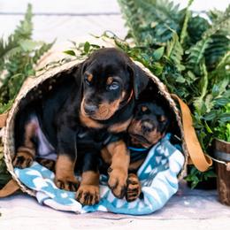 Doberman Pinscher Puppies from Imperium Dobermann Kennel