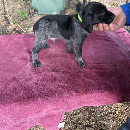 German Shorthaired Pointer Puppies from Black vermillion pointers