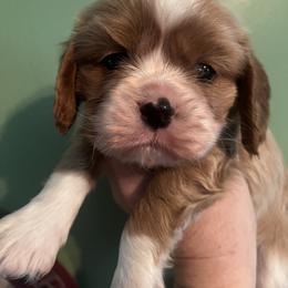 Boy3 - Blenheim male Cavalier King Charles Spaniel puppy in Danville, Pennsylvania from RoaringCreek