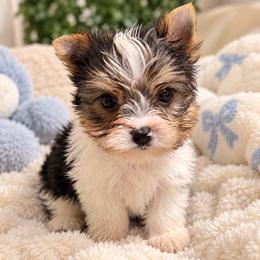 Titan - Parti male Yorkshire Terrier puppy in Phoenix, Arizona from Luxury Pups AZ