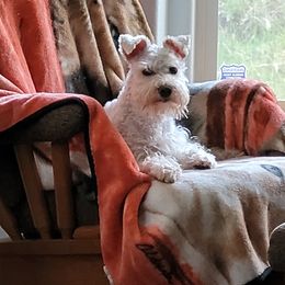 Daisy - Miniature Schnauzer