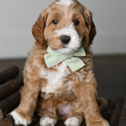 Australian Labradoodle Puppies from Snooze and Sniff Labradoodles