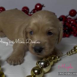 AKC Maple - Cream female Dachshund puppy in Jena, Louisiana from Amy’s Mini Doxies