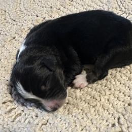 Black-tri male 5 - Black tri-color male Australian Shepherd puppy in Shoshone, Idaho from Copper Rose Kennel