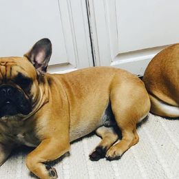 French Bulldogs from OG’s Frenchies