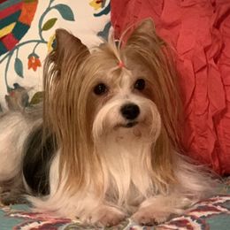 Luna - Yorkshire Terrier