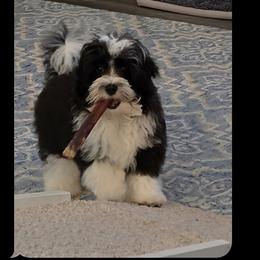 Havanese, Havapoo, Maltipoo, Miniature Schnauzer, Poodle, and Schnoodle All Grown Up from Mashburns Little Munchkins