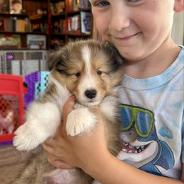 Boy 1 - Sable and white male Shetland Sheepdog puppy in Catawba, North Carolina from Candescent Shetland Sheepdogs