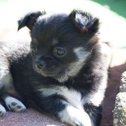 Chihuahua Puppies from Bri Chi's