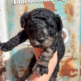 Zen - Merle male Labradoodle puppy in Grove, Oklahoma from Guinn Family Farms