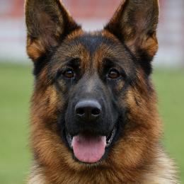 Gaby - German Shepherd