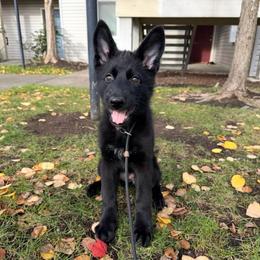 Penelope - Black female German Shepherd puppy in Oakland, Oregon from VHM German Shepherds