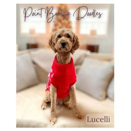 Lucelli - Goldendoodle