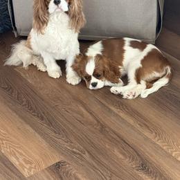 Cavalier King Charles Spaniel Puppies from Farmhouse Cavaliers NC