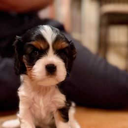 Cavalier King Charles Spaniel Puppies from Paradise Cavaliers
