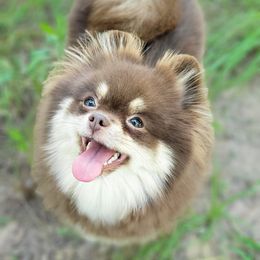 Karma  - Pomeranian