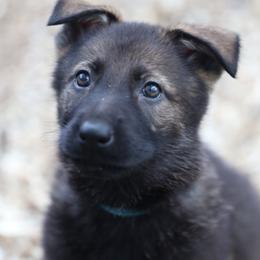 German Shepherd Puppies from Vom Haus Highlands