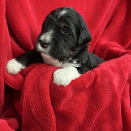 Angel - Bernedoodle puppy from MarmeDuke Doodles