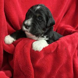 Angel - Bernedoodle puppy from MarmeDuke Doodles