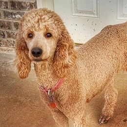 Poodles from Diamond Oaks Retrievers