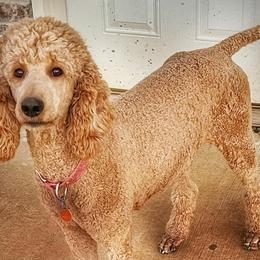 Poodles from Diamond Oaks Retrievers