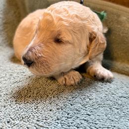Blaze - Cream female Poodle puppy in St. Johnsbury, Vermont from Poodles of the Northern Woods