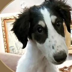 Borzois, Brussels Griffons, and Whippets from Patti Fitzgerald